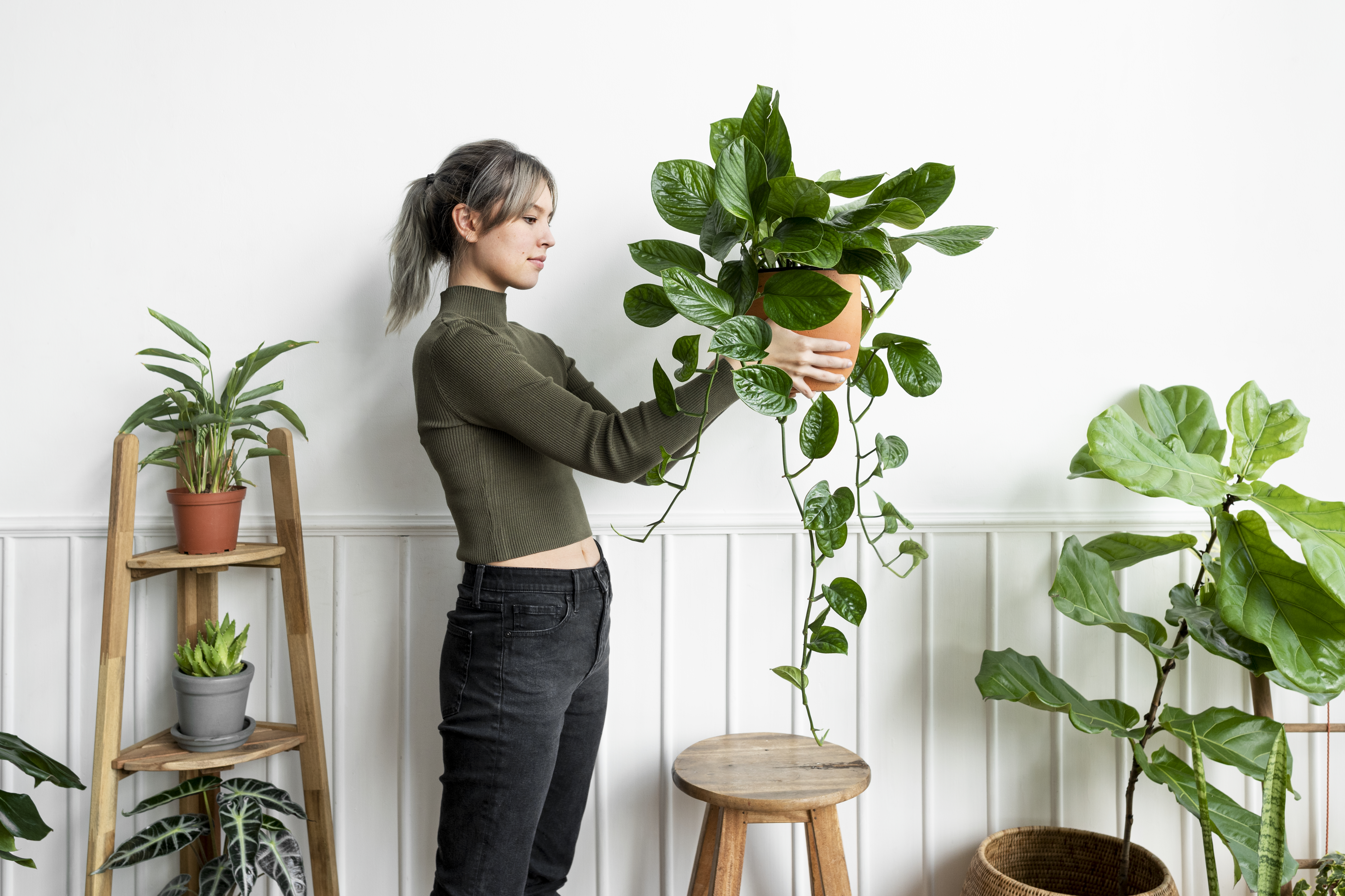Plantas de Interior